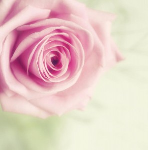 pale-pink-rose-samantha-nicol-art-photography